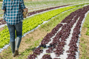 Patentino fitosanitario - rinnovo